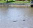 Gator in Canal