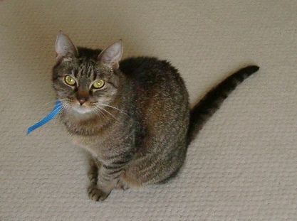 Dory the cat from SPCA