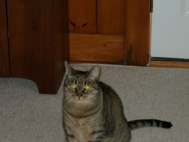 Dory the cat with us